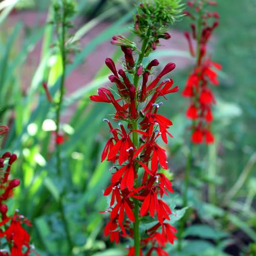 Red Lobelia Flower Seeds