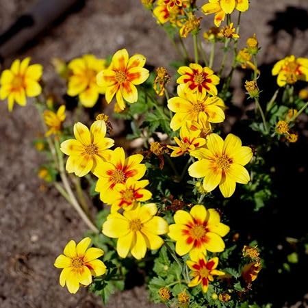 Yellow Bidens Erigeron Flower Seeds