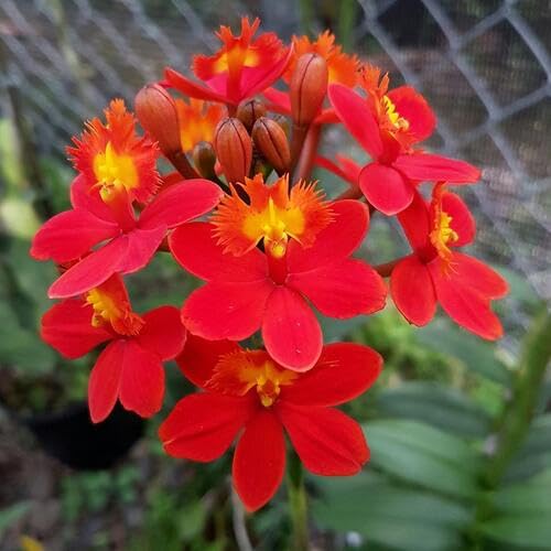 Red Epidendrum Flower Seeds