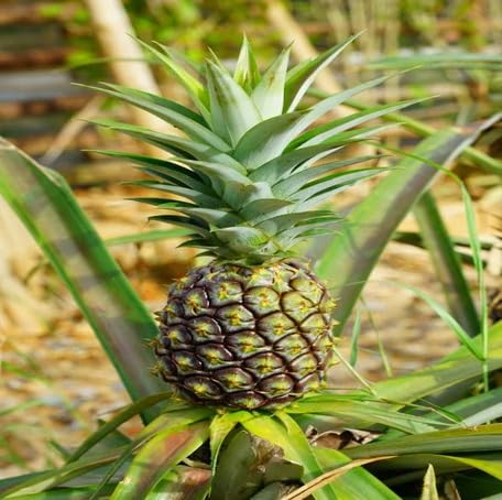 green pineapple fruit Fruit Seeds organic garden seeds