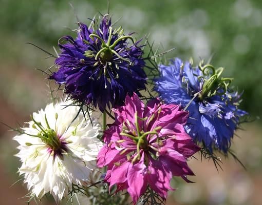 mixed nigella damascena flower