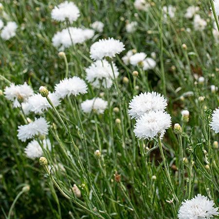 White Ceanothus Flower Seeds