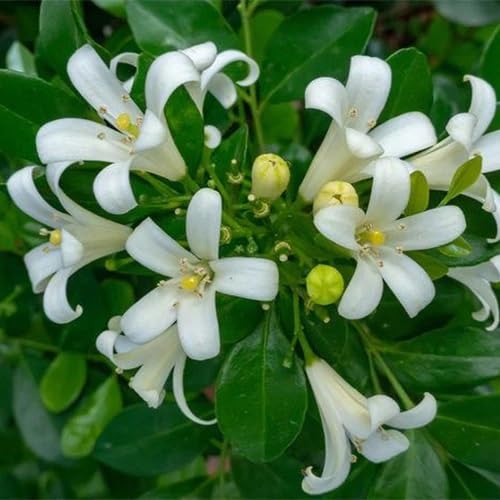 White Murraya Flower Seeds