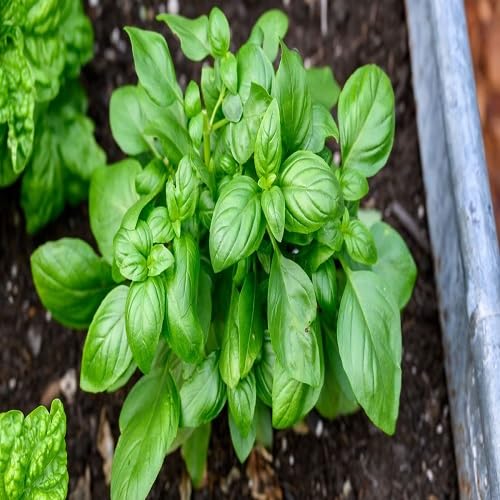 Basil Plant Seeds herb seeds - backyard growing, non gmo garden seeds