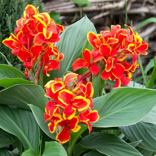 Red Canna Flower Seeds