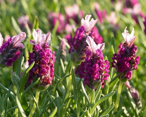 Purple Lavender Flower Seeds