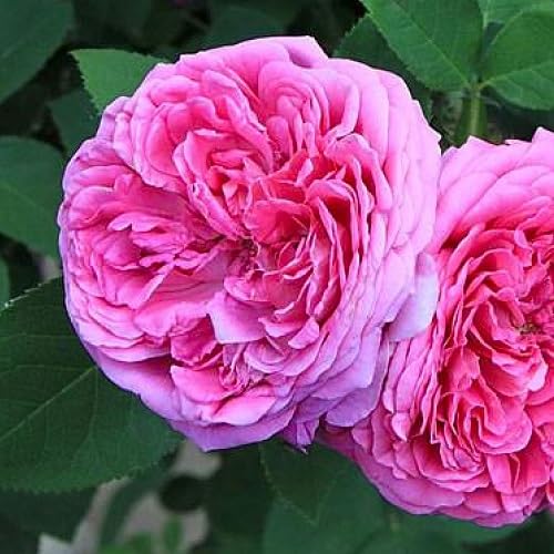 Pink Giant Rose Flower Seeds