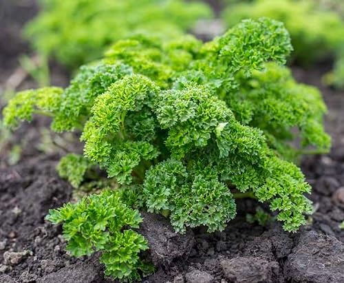 Parsley Vegable Seeds herb seeds - organic, fresh harvest garden seeds
