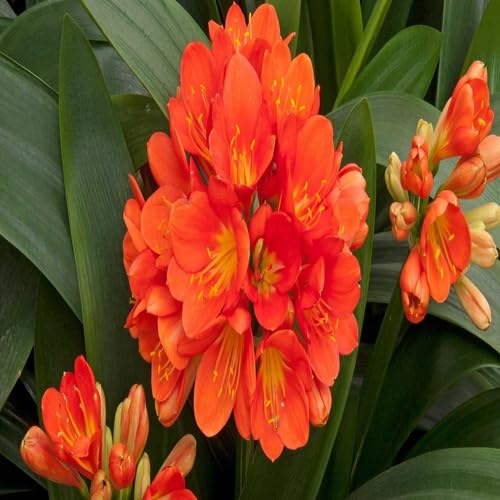 Red Clivia Flower Seeds
