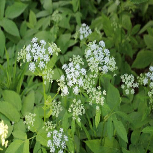 White Aegopodium Podagraria Flower Seeds