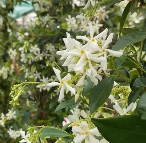 White Trachelospermum Jasminoides Flower Seeds