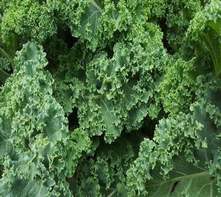 Kale Vegteable Seeds vegetable seeds - Heirloom, Organic, Non Gmo Garden Seeds for kitchen garden planting