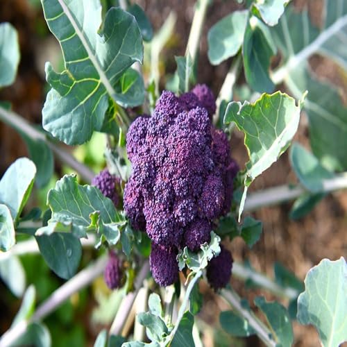 Purple Broccoli vegetable seeds - Heirloom, Organic, Non Gmo Garden Seeds for kitchen garden planting