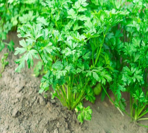 Green Parsley Plant Seeds herb seeds - sustainable gardening, high germination garden seeds