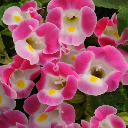 Pink Torenia Flower Seeds