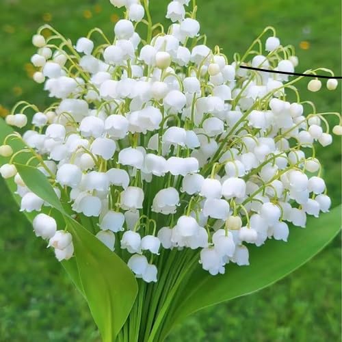 White Convallaria Flower Seeds