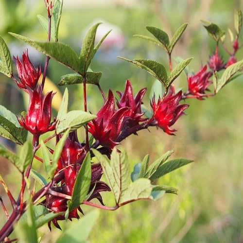 Maroon Roselle Plant Seeds
