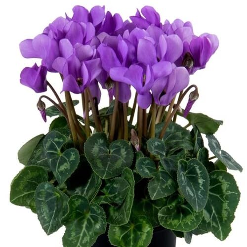 Purple Cyclamen Flower Seeds