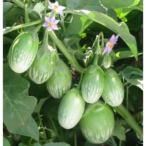 Eggplant vegetable seeds Green vegetable seeds for Home Gardening, Fast Growing Backyard Harvest for kitchen garden planting