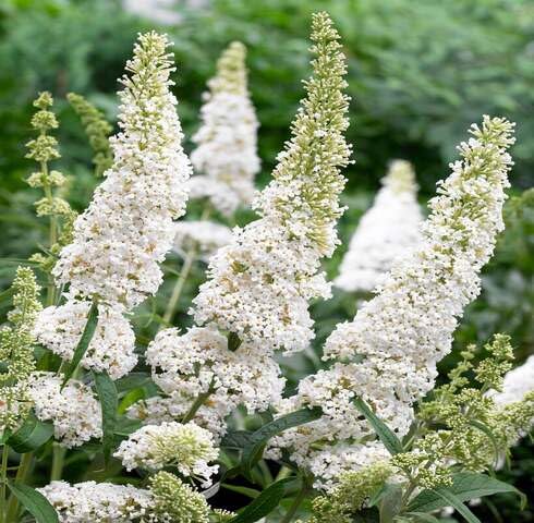 White Buddleja Flower Seeds