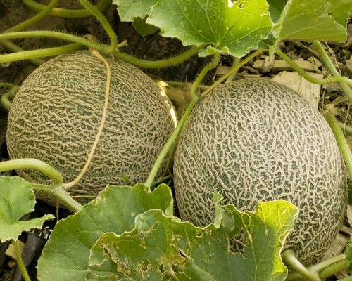 Leopard Melon vegetable seeds for Home Gardening, Natural Farm Fresh Gardening Choice for kitchen garden planting