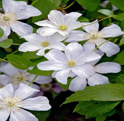 White Clematis Flower Seeds