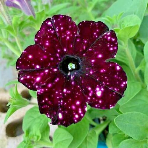 Starry Petunia Flower Seeds
