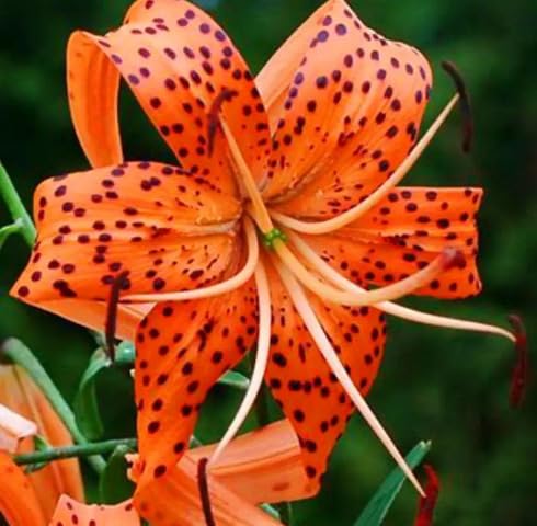 Orange Lilium superbum Flower Seeds
