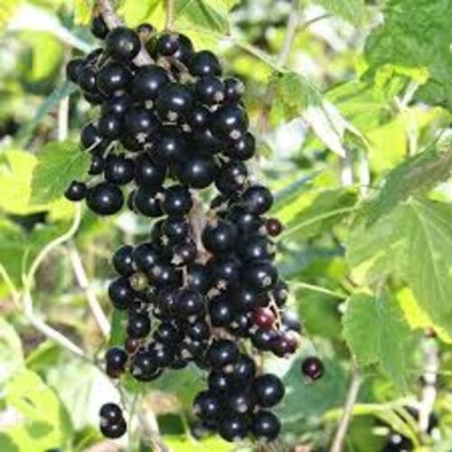 Blackcurrant Fruit fruit seeds for organic garden planting