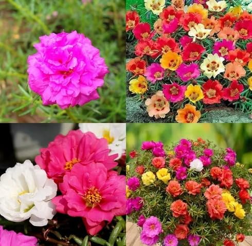 Mixed Rose Portulaca Flower Seeds
