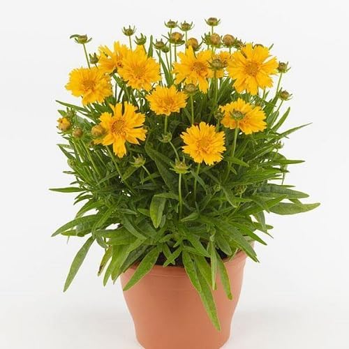 Yellow Coreopsis Flower Seeds