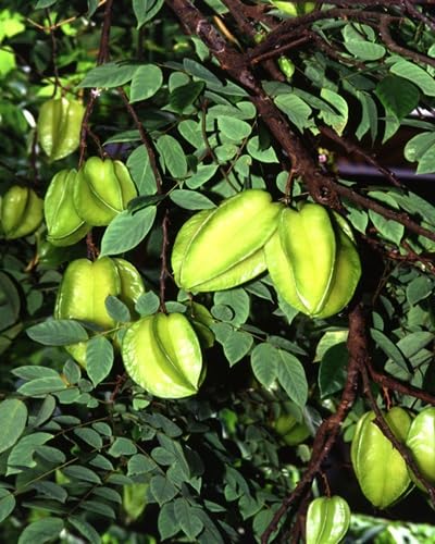 Green Averrhoa Carambola Fruit Seeds Fresh Orchard Collection for Healthy Home Farming