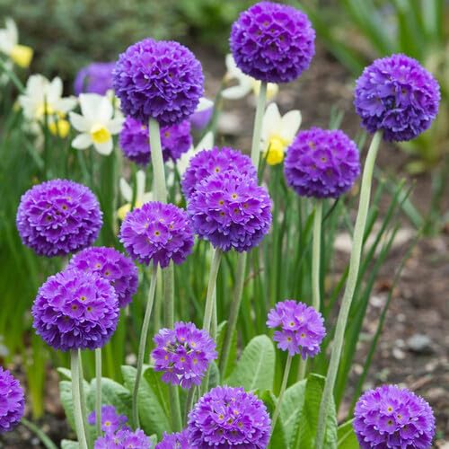Lavender Primula Flower Seeds