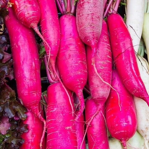 Pink Radish vegetable seeds vegetable seeds for Home Gardening, Easy Grow Farm Fresh Produce for kitchen garden planting