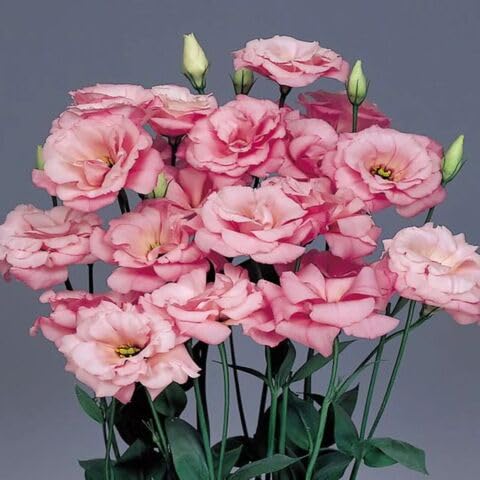Pink estoma Flower Seeds