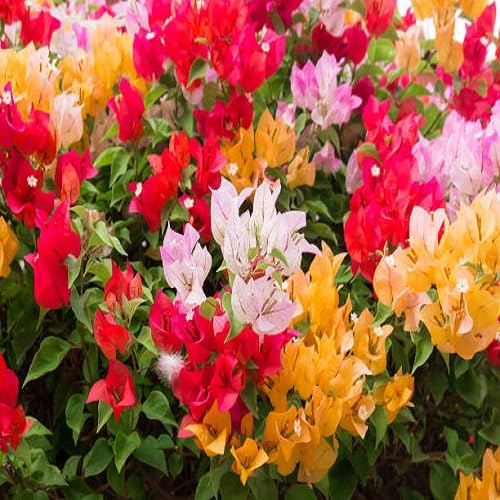 Mixed Bougainvillea Flower Seeds