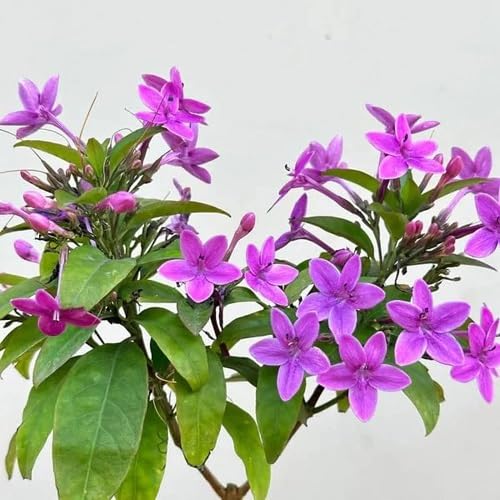 Purple Perennial Jasmine Flower Seeds