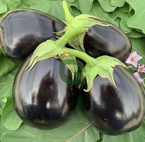 Black Brinjal Vegetable Seeds Heirloom, Non-GMO for Home Garden Planting