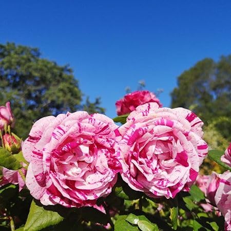 Pink Rose Flower Seeds