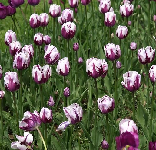 Purple Tulips Flower Seeds