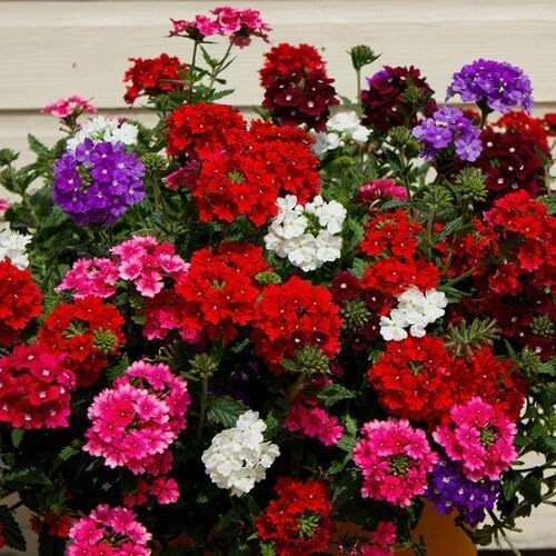 Mixed Verbena Flower Seeds