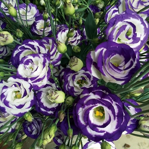Purple Giant Lisianthus Flower Seeds