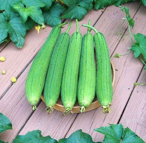 Green Luffa Gourd vegetable seeds vegetable seeds for Home Gardening, Natural Home Farming Choice for kitchen garden planting