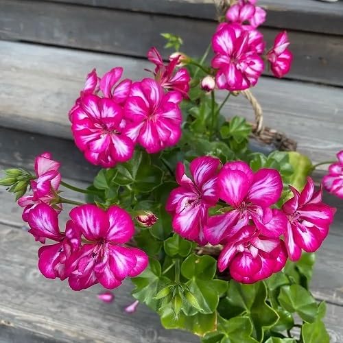 Pink Perennial Geranium Flowers Seeds