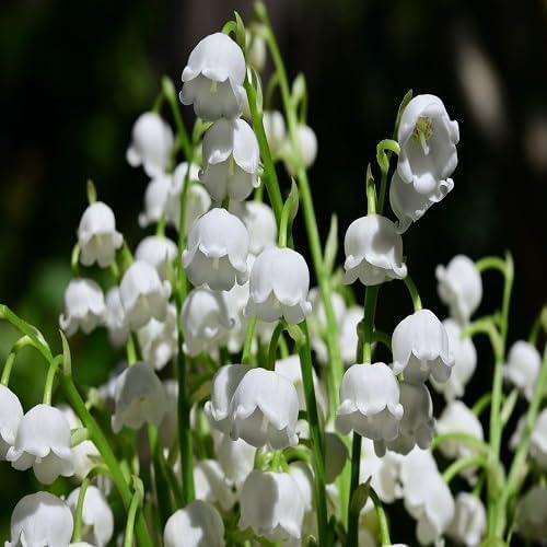 White Lily The Valley Flower Seeds