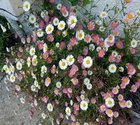 Erigeron Karvinskianus Flower Seeds