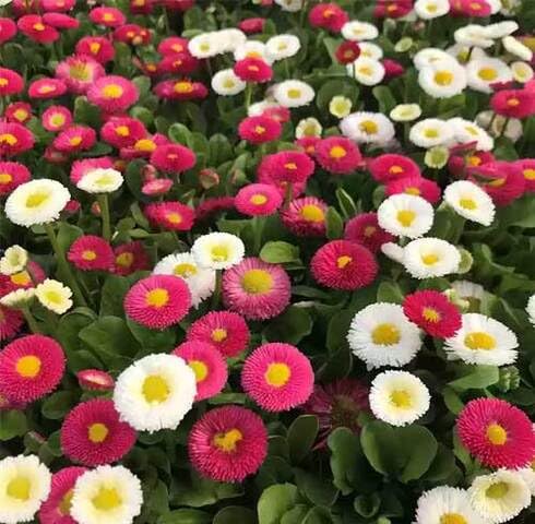 Mix Cockscomb Flowers Seeds