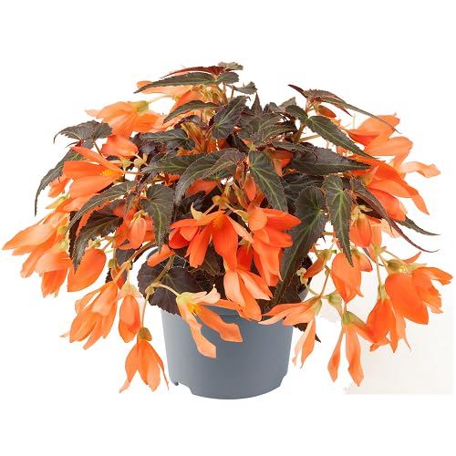Orange Begonia Boliviensis fruit seeds for organic garden planting