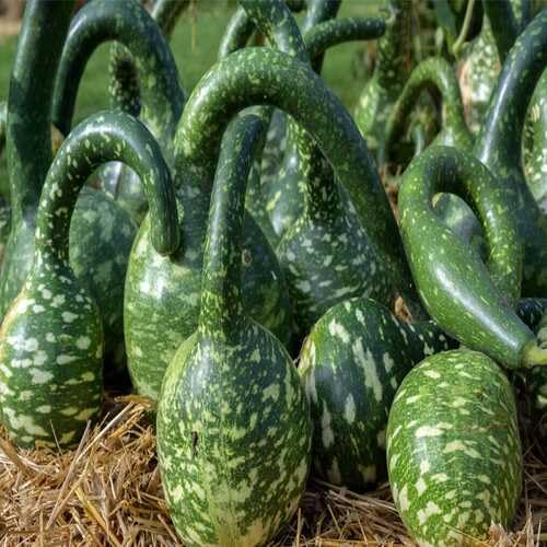 Green Swan Gourd vegetable seeds - Heirloom, Organic, Non Gmo Garden Seeds for kitchen garden planting