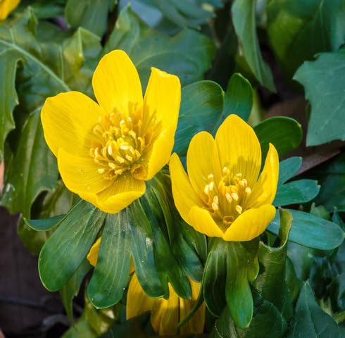 Yellow Eranthis Hyemalis Flower Seeds
